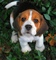 Regalo cachorro beagle disponible