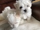 Regalo mini cachorros bichon maltes