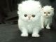 Suitable persian kittens available for sale