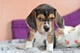 * Tri-color Los cachorros de beagle - Foto 1