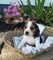 Vacunados** Tri-color Los cachorros de beagle - Foto 1