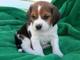 *-*Achorros pálidos Regalo beagle han sido veterinario comproba - Foto 1