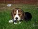 **achorros pálidos regalo beagle han sido veterinario comprobado