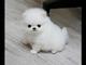 Adorable cachorro pomeranian