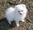 Cachorro pomeranian listo