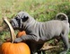 Cachorro shar pei lsito para ir