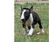 Cachorros bull terrier disponible