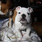 Cachorros bulldog ingles - Foto 1