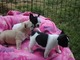 Cachorros de Bulldog Francés macho y hembra - Foto 1