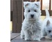 Cachorros westy terrier para venta