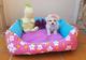 Camada de bichon maltes pura
