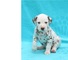 Dalmatian cachorro super dulce