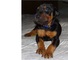 Doberman cachorros para venta