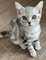 Gatito british shorthair - Foto 1