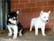 Husky siberiano dispo* - Foto 1