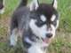 Lindo y encantador cachorro de husky siberiano