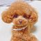 Male and female toy poodle puppies for adoption