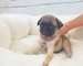 Pug carlino disponible