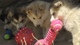 Regalo adorables cachorros de pomerania - Foto 1