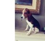 Regalo cachorro beagle en adopcion