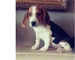 Regalo cachorro beagle para adopcion