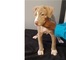 Regalo pitbull en gratis - Foto 1