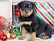 Rottweiler cachorros - Foto 1