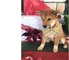 Shiba inu disponible