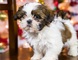 Shih tzu cachorro - Foto 1