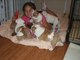 4 lindos cachorros de bulldog inglés para adopción