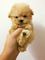 Adorables cachorros de caniche y shihtzu disponibles - Foto 2