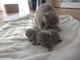 British Shorthaire - Foto 1