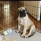 Cachorros bullmastiff para la venta