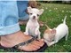 Cachorros chihuahua disponibles