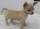 Cachorros chihuahua disponibles para adopción,