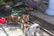 Cachorros de bulldog inglés disponibles para adopción - Foto 1