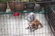 Cachorros de bulldog inglés macho y hembra - Foto 1