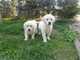 Cachorros de golden retriever - Foto 1