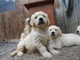 Cachorros de golden retriever de 12 semanas - Foto 1