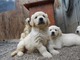 Cachorros de golden retriever de 12 semanas