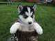 Cachorros de husky siberiano dulce - Foto 1