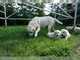 Cachorros de labrador - Foto 1