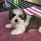 Cachorros de shih tzu - Foto 1