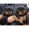 Cachorros rottweiler alemanes registrados en akc