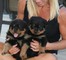 Cachorros Rottweiler alemanes registrados en AKC - Foto 1