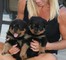 Cachorros rottweiler alemanes registrados en akc