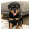 Cachorros Rottweiler disponibles - Foto 1