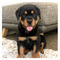 Cachorros rottweiler disponibles