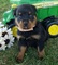 Cachorros Rottweiler macho y hembra de regalo - Foto 1