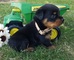 Cachorros rottweiler macho y hembra muy lindos - Foto 1